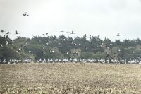 mueritz_fh_berichte_1200_kraniche_01.jpg