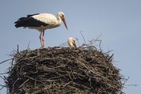 mueritz_fh_berichte_1200_storch_02.jpg