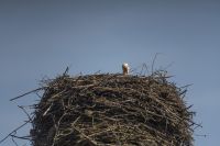 mueritz_fh_berichte_1200_storch_04.jpg
