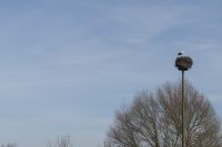 mueritz_fh_berichte_1200_storch_03.jpg