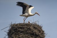 mueritz_fh_berichte_1200_storch_05.jpg