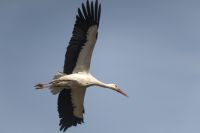 mueritz_fh_berichte_1200_storch_01.jpg